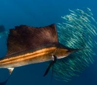 Sailfish and Bait Ball Sailfish and Bait Ball