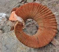 Argali Remains Argali Remains