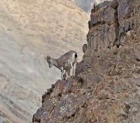 Following Snow Leopard Prey Following Snow Leopard Prey