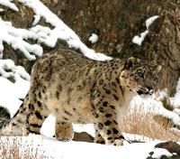 Snow Leopard Snow Leopard