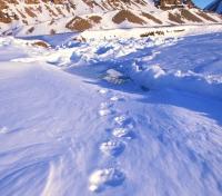 Bear Tracks Bear Tracks