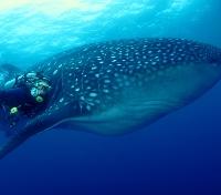 Diving Alongside a Whale Shark