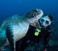 Galapagos Sea Turtle