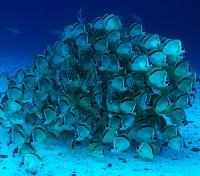 Giant Ocean Sunfish