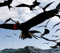 Sea Birds