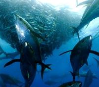 Tuna Feeding on a Bait Ball