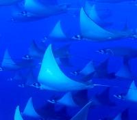 Manta Rays
