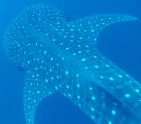Whale Shark