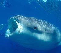 Feeding Whale Shark