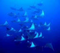School of Mantas