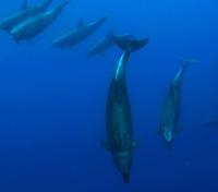 Bottlenose Dolphins