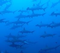 Schooling Hammerheads