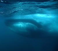 Blue Whale