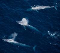 Migrating Blue Whales