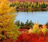 Fall Colours in Lodge Area