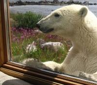Bear Investigating Viewing Tower