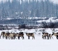 Herd of Caribou Herd of Caribou
