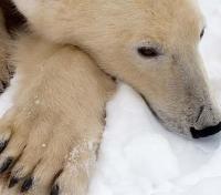 Lazy Bear Lazy Bear