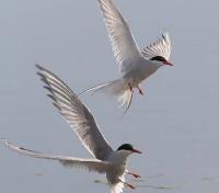Local Migratory Birds