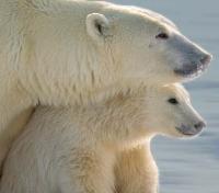 Mother and Cub Mother and Cub