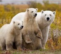 Mother and Cubs Mother and Cubs