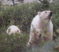 Mother with her Cubs Mother with her Cubs