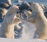 Bears Wrestling Bears Wrestling