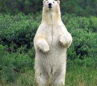 Surveying Polar Bear