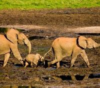 Forest Elephants