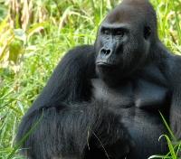 Lowland Gorilla