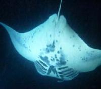 Great Pacific Manta Rays
