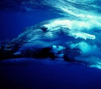 Humpback Close-Up