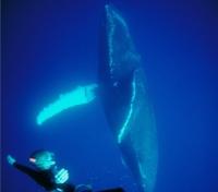 Free Dive