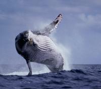 Breaching Humpback