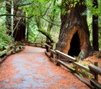 Coastal Redwoods at Muir Woods Coastal Redwoods at Muir Woods