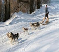 Family Dogsledding