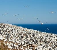 Gannet Safari Gannet Safari