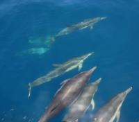 Dolphins