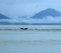 Humpback in the Icy Strait