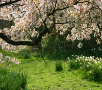 English Garden with blooming Cherry tree English Garden with blooming Cherry tree
