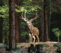 Mule Deer at Yosemite Park