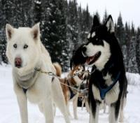 Sled Dogs