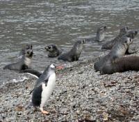 Macquarie Island