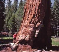 Sizing Up a Giant Sequoia