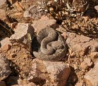 Arizona-Sonora Desert Museum 