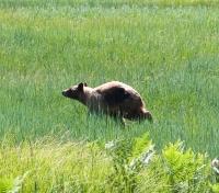 Bear Passing Through Yosemite Valley