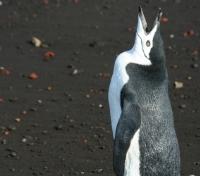 Chinstrap Penguin on Deception Island