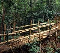 Tapajos Forest