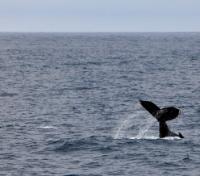 Whale in the Drake Passage