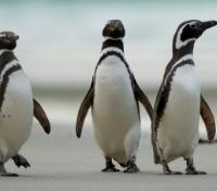Magellanic Penguins